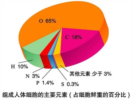 人体元素