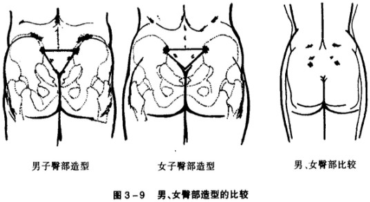 臀部(人体部位)