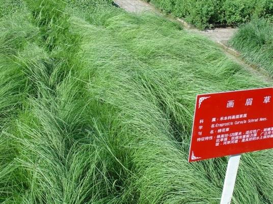 细叶画眉草