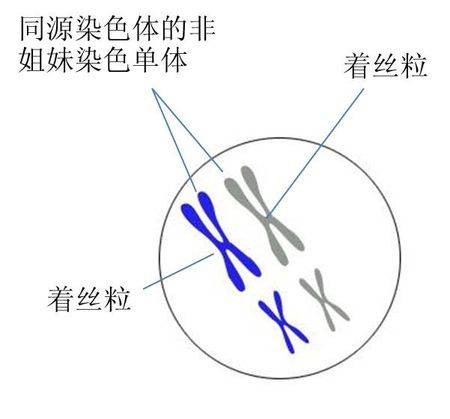 姐妹染色单体