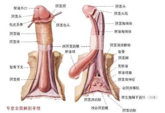 男性功能障碍