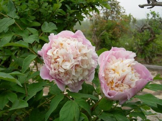 平湖秋月(芍药属牡丹栽培品种)