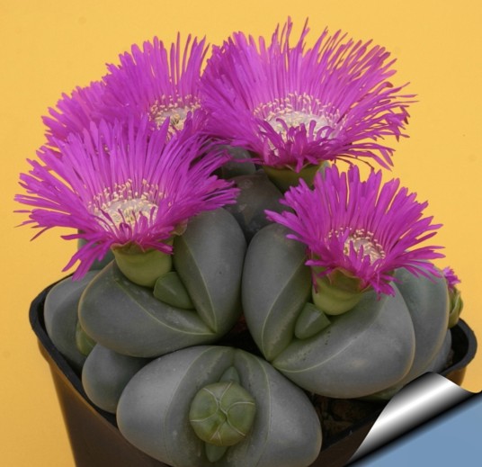 金玲(番杏科银叶花属植物)