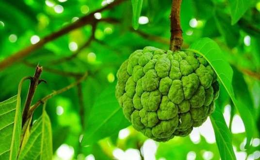 番荔枝(番荔枝科番荔枝属植物)