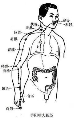 手阳明大肠经