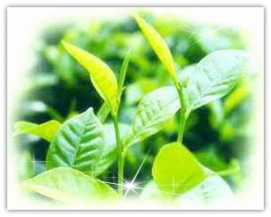大叶种茶