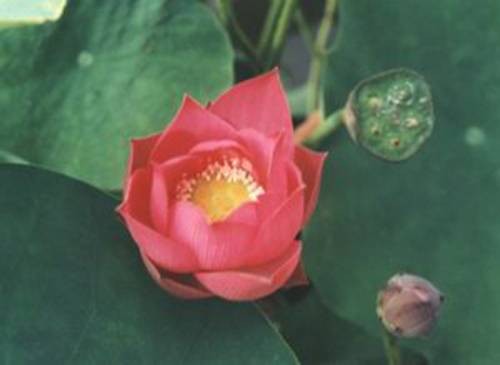 火花(荷花品种)