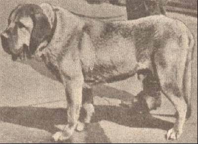 俄罗斯斗牛犬