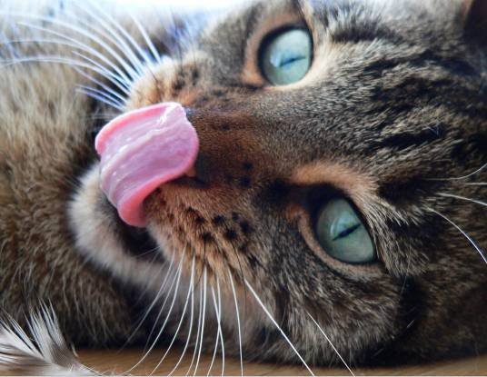 猫舌（一种体质）