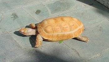 红腿象龟