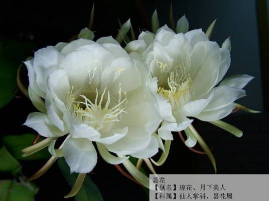 刹那芳华（2008年广西师范大学出版社出版的图书）