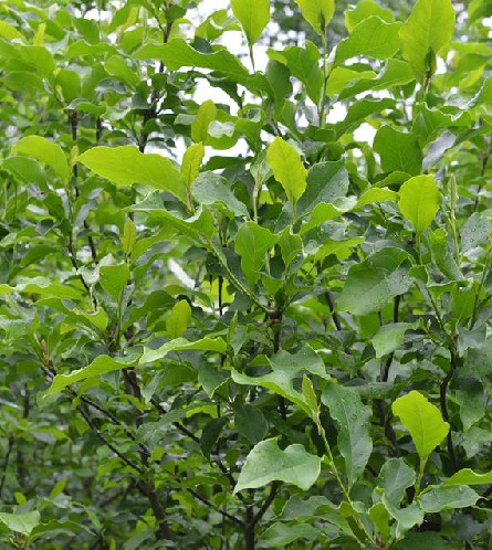 木兰花（药物名）