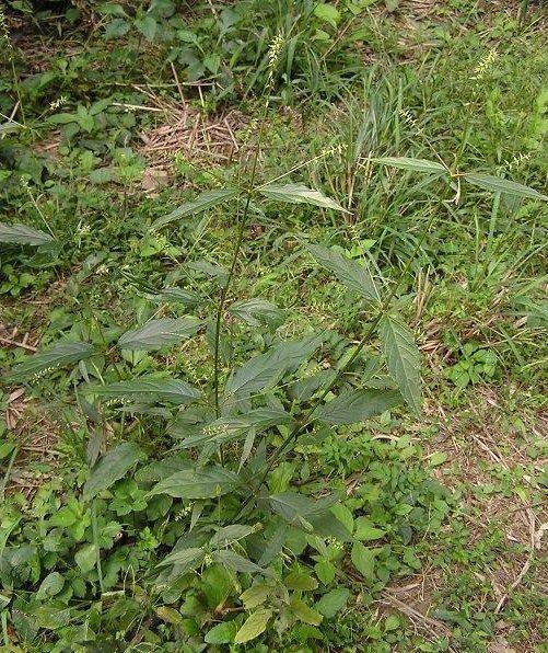 柳叶牛膝