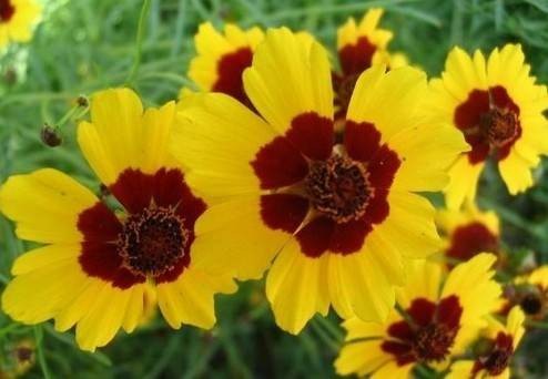 管状花目