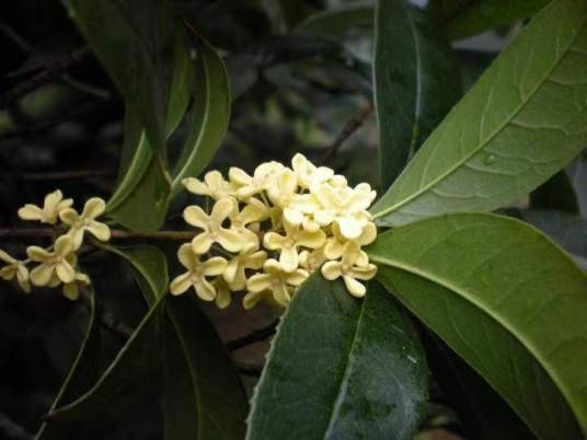 少花桂