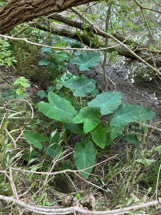 芋(天南星科芋属植物)