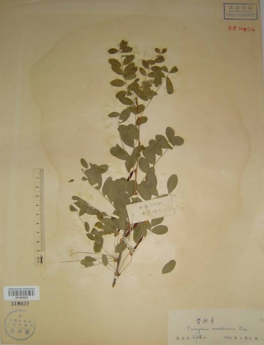 东北锦鸡儿