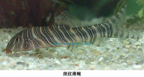 斑纹薄鳅
