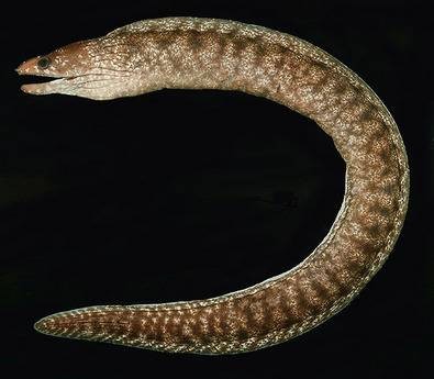 云纹裸胸鳝