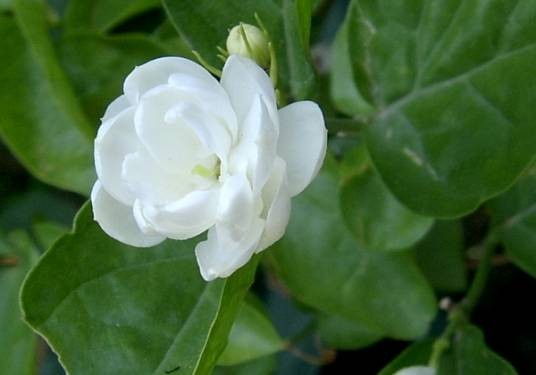 茉莉（中药）