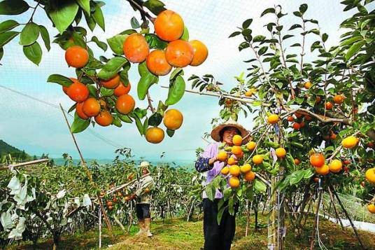 仙游台湾农民创业园