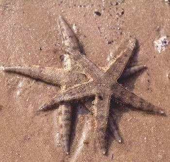 飞白枫海星