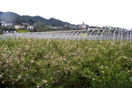 珍珠花菜(省沽油科省沽油属落叶灌木)