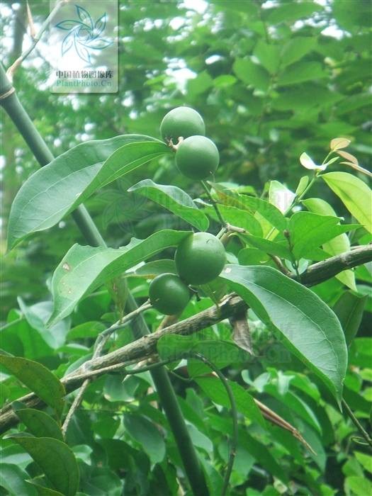 伞花马钱（马钱科马钱属植物）