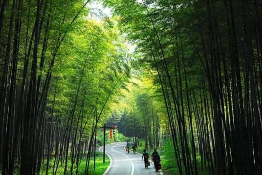 蔡伦竹海省级森林公园