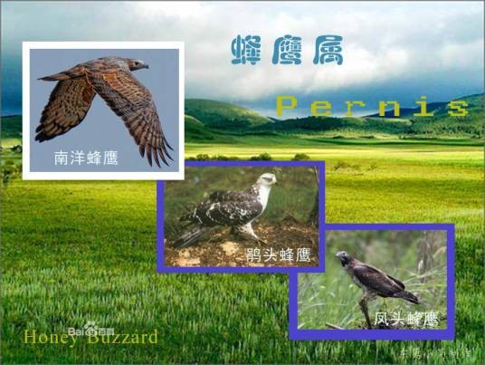 蜂鹰(鹰科蜂鹰属动物)