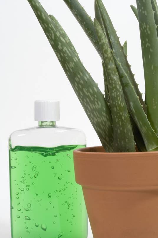 植物凝胶