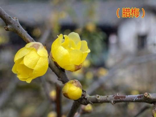 蜡梅（南宋杨万里创作的七言绝句）