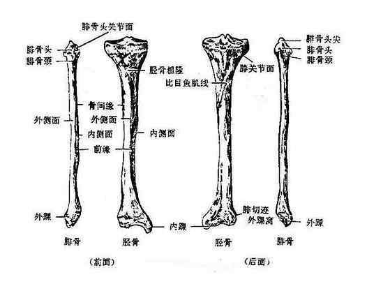 胫骨