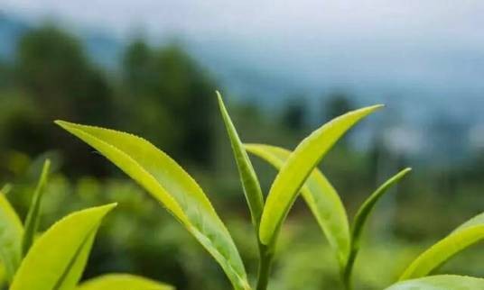 兴山大叶茶