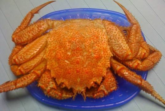 清蒸红毛蟹