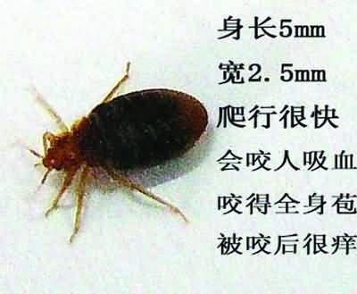 席虫