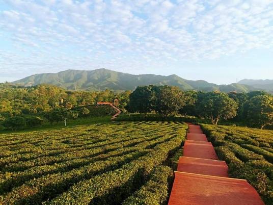 茶山（广东省博罗县山峰）