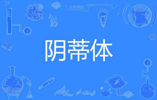阴蒂体