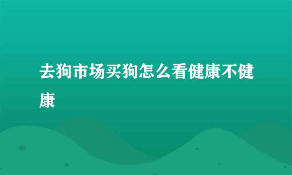 去狗市场买狗怎么看健康不健康