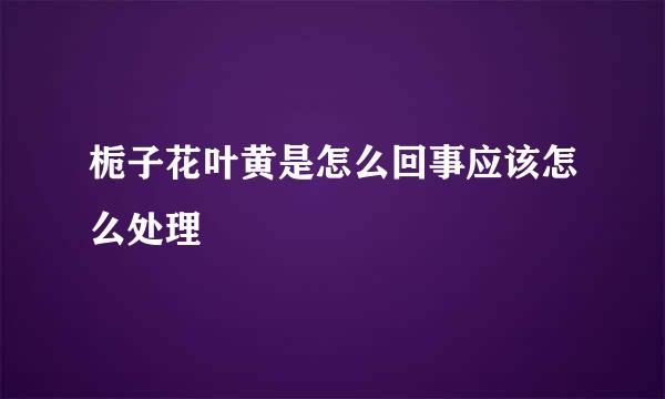 栀子花叶黄是怎么回事应该怎么处理