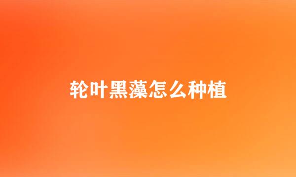 轮叶黑藻怎么种植