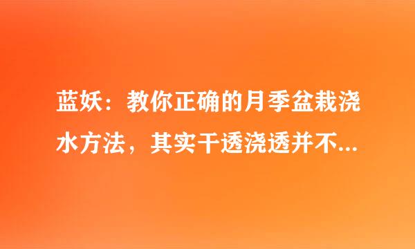 蓝妖：教你正确的月季盆栽浇水方法，其实干透浇透并不是万能的