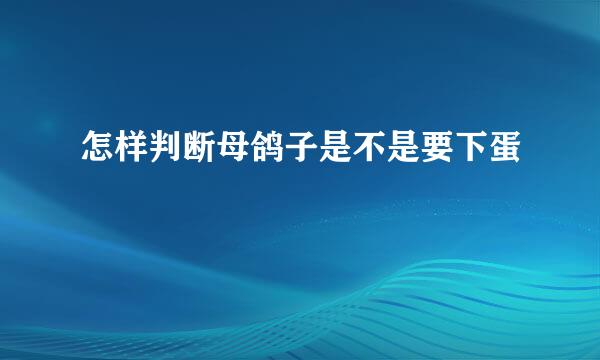 怎样判断母鸽子是不是要下蛋