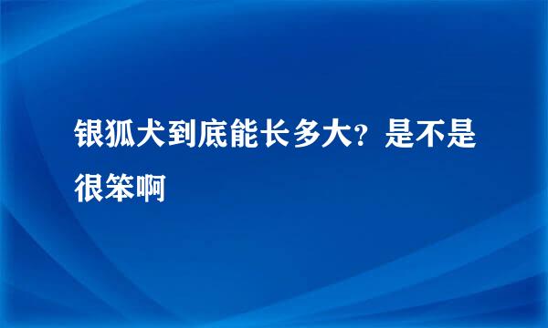 银狐犬到底能长多大？是不是很笨啊