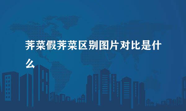 荠菜假荠菜区别图片对比是什么