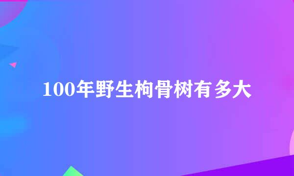 100年野生枸骨树有多大
