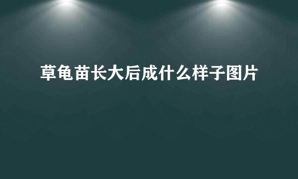 草龟苗长大后成什么样子图片
