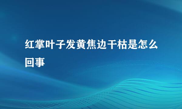 红掌叶子发黄焦边干枯是怎么回事