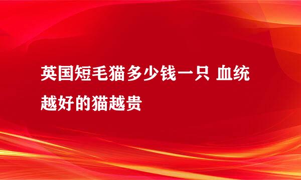 英国短毛猫多少钱一只 血统越好的猫越贵