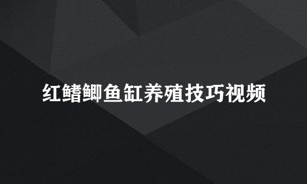 红鳍鲫鱼缸养殖技巧视频